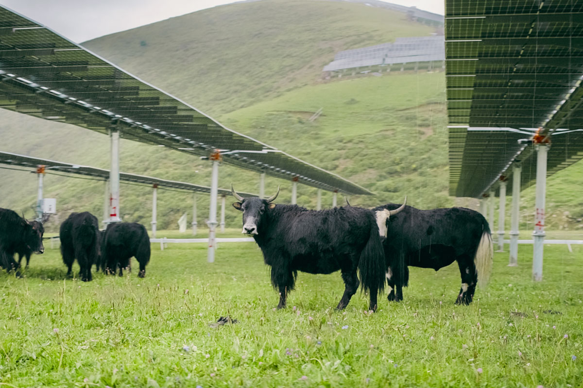 Light Up the Land Where Solar and Hydro Meet at the World's Largest Hydro-Solar Hybrid Power Plant